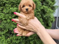 Korean Maltipoo Yavrularımız