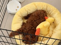 Toy Poodle Erkek 2 Aylık