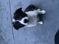 Full Eğitimli Yavru Border Collie