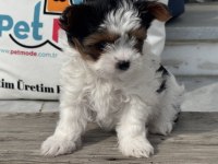 Ankarada yasal ruhsatlı çiftlikden morkie yavrumuz