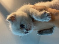 British 1 aylık kedi