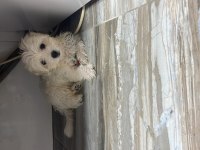 Maltese terrier