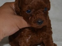 Tea Cup Dark Red Poodle Yavrular