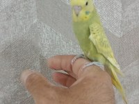 30 günlük muhabbet kuşu yavrum