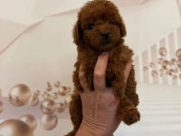 Çikolata Toy Poodle