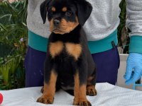 A şecere rottweiler bebekler