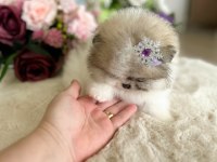 EFSANE TEACUP SIFIR BURUN DİŞİ POMERANİAN BOO