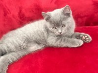 British Shorthair
