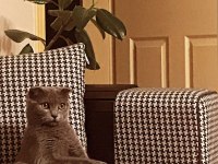 Safkan ırk uyumlu scottish fold dişi 2 yaşında