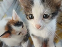 YAVRU ERKEK KEDİMİZ