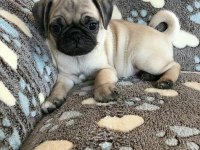 Pug Yavrularımız Irk Ve Sağlık Garantili