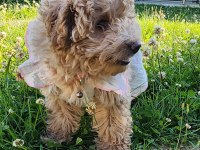 Poodle aşıları bitmiş eğitimli