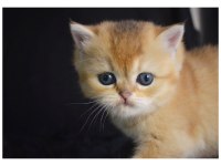 British Shorthair Golden Yavrular
