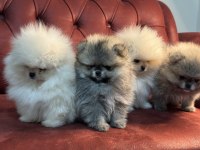 Petmode köpek çiftliğinde ziyarete açık  pomeranian