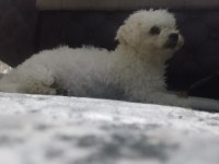 Maltipoo bebeklerimiz