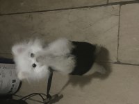 5 aylık pomeranian aşısı yapıldı kimliği var çiği takıldı