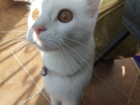 TERK EDİLMİŞ BEMBEYAZ KEDİMİZ YUVA ARIYOR