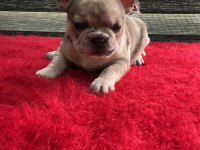 Yurtdışı Kan Hattı Egzotik Mıcro French Bulldog Yavrular