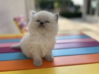 Top Kafa British Longhair Blue Point