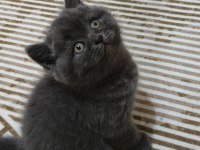 İPEK TÜY A KALİTE KEDİLER