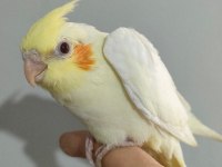 2 Aylık Sultan Papağanı Yavrusu