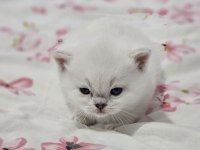 Safkan British Shorthair Kardeşler