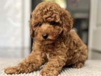 Toy Poodle Köpeği