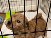 2 AYLIK KÖPEĞİM MUFFİNİM