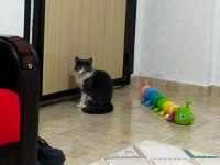 British shorthair kedimi çiftleştirmek istiyorum