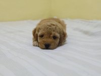 IRK GARANTİLİ MALTİPOO YAVRULARI