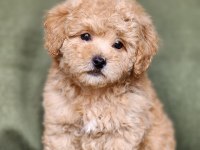 Minik F1B Maltipoo Yavrular