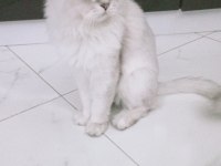 British longhair bal yavrumuza yuva arıyoruz