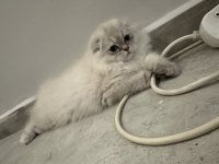 Son Yavru Uzun Tüylü Scottish Fold