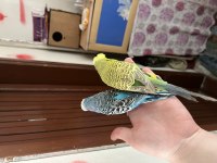 Jumbo Muhabbet Kuşlar