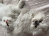 Çok sakin, sevecen bir british longhair oğlan