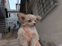 50 GÜNLÜK CHİHUAHUA YAVRUM