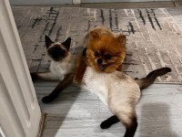 Siyam Kedisi Coco kızıma eş arıyorum?