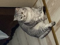 ÜCRETSİZ SAHİPLENDİRME BRİTİSH KEDİMİZ