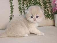 SAFKAN BRİTİSH ÇİKOLATA GOLDEN