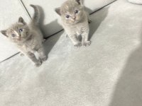 British shorthair cins minikler