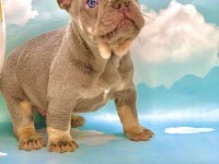 LİLAC TAN MAVİ GÖZLÜ FRENCH BULLDOG ERKEK