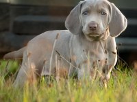 Atatürkün sahiplendiği cins Weimaraner