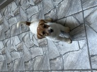 Şecereli jack russell terrier erkek