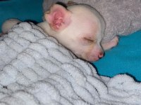 Şivava köpeğimiz 3 aylık aşıları tam
