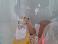minik hamsterlar çok tatlı