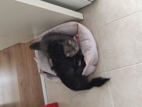 Tüysüz çin köpeği chinese crested erkek