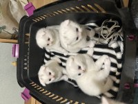 1 aylık scottish fold yavrular