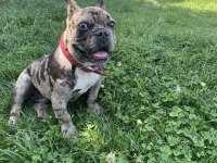 ERKEK 1.5 YAŞINDA FRENCH BULLDOG