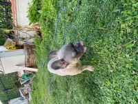 4 Aylık French Bulldog