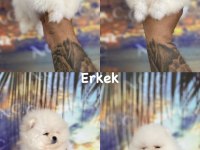 Pınpon topları gibi pomeranian yavrular